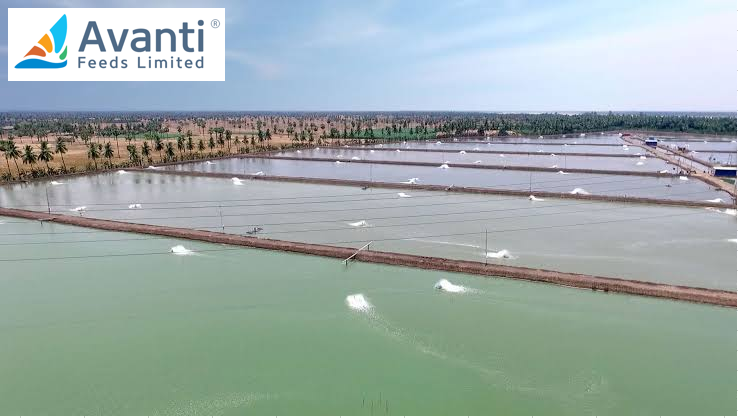 Avanti Feeds